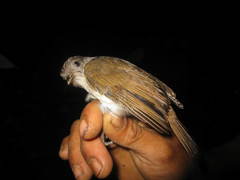 Alcippe brunneicauda