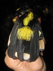 Eurylaimus javanicus