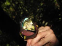 Eurylaimus javanicus