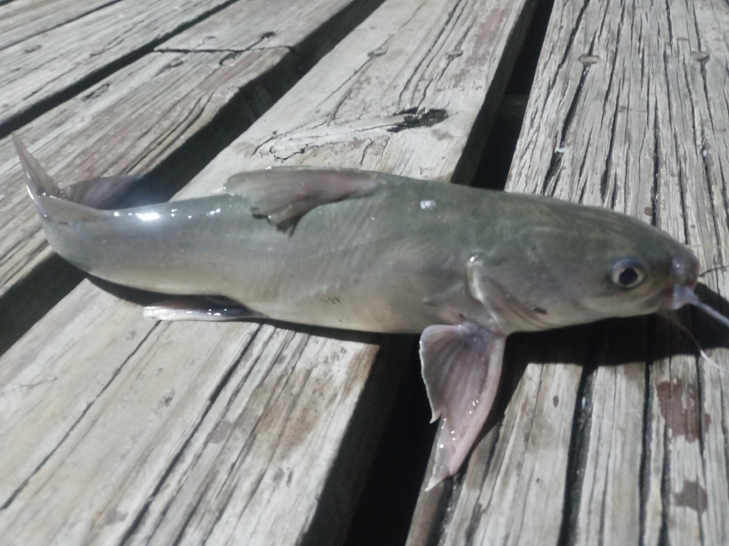 Maya sea catfish (Ariopsis assimilis) — Ariidae