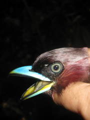 Eurylaimus javanicus