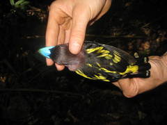 Eurylaimus javanicus