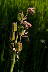Fritillaria persica