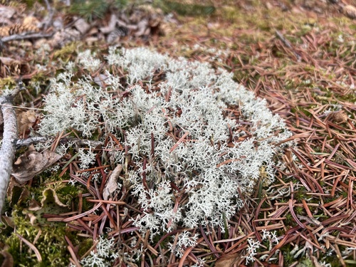 Cladonia mitis, 2026-05-06