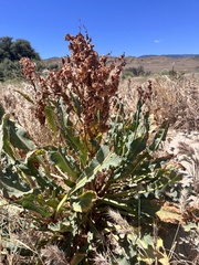 Rumex hymenosepalus, photograph author not stated, no rights reserved