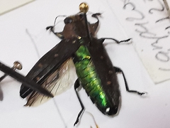 Chrysobothris basalis