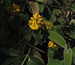 Phlomis platystegia