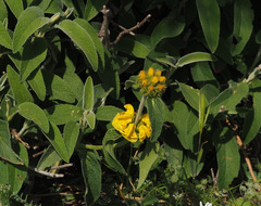 Phlomis platystegia