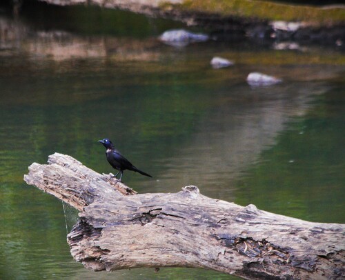 Common Grackle