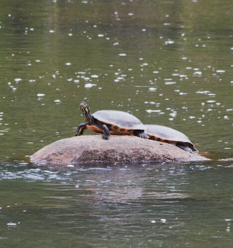 River Cooter