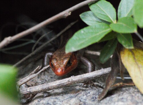 Common Five-lined Skink