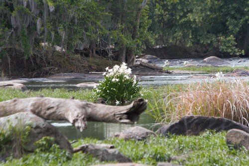 Cahaba Lily