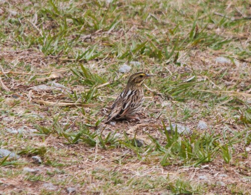 Savannah Sparrow