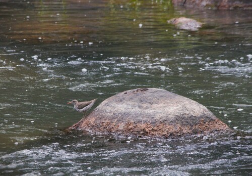 Spotted Sandpiper