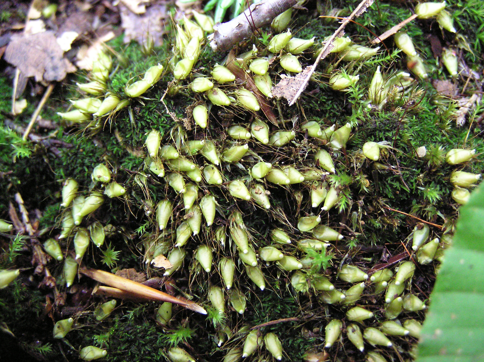 Diphysciales