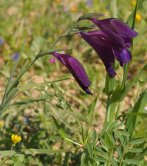 Gladiolus atroviolaceus