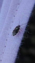 Orthops