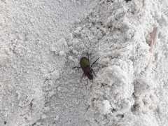 Neoaulacoryssus speciosus
