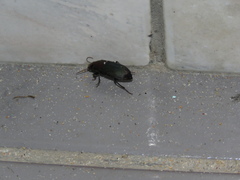 Neoaulacoryssus speciosus