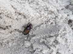 Neoaulacoryssus speciosus