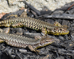 Podarcis muralis maculiventris