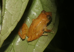 Pristimantis calcarulatus