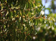 Macrosolen capitellatus