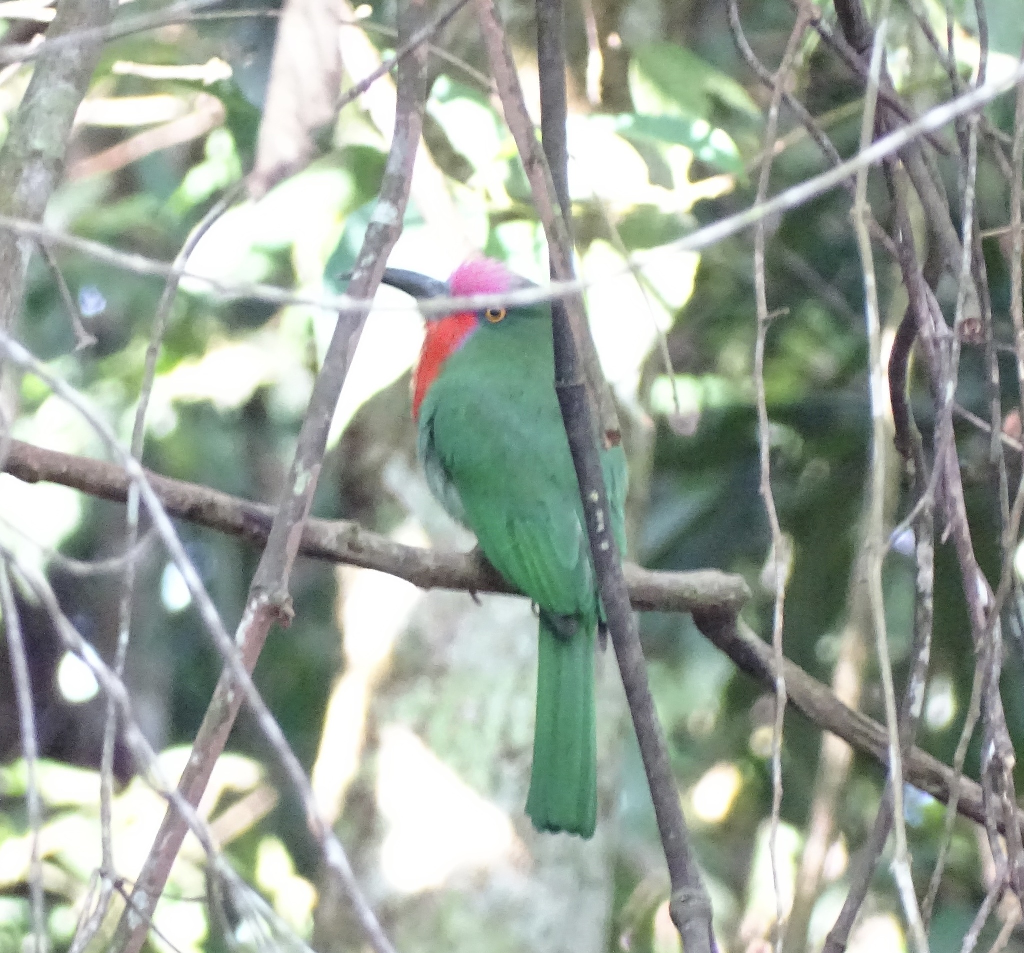 Red-bearded Bee-eater (Nyctyornis amictus), photo 3
