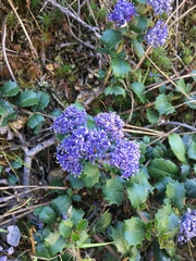 Ceanothus gloriosus gloriosus