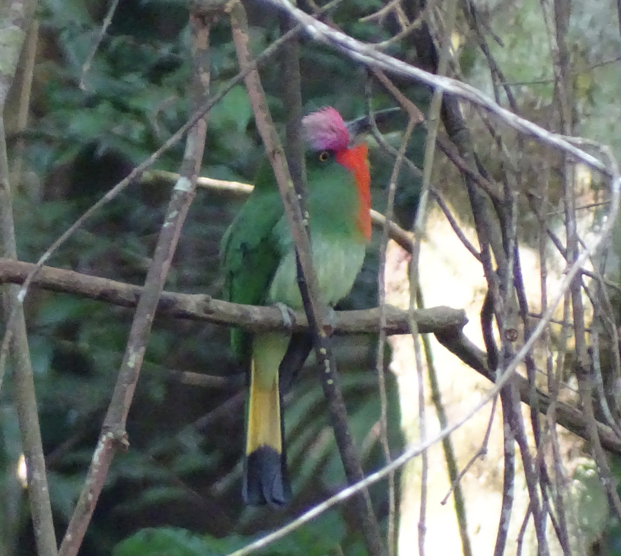 Red-bearded Bee-eater (Nyctyornis amictus), photo 4