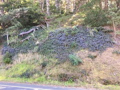 Ceanothus gloriosus gloriosus