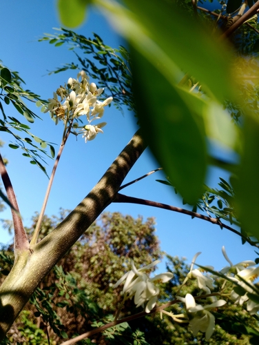 Moringa tree