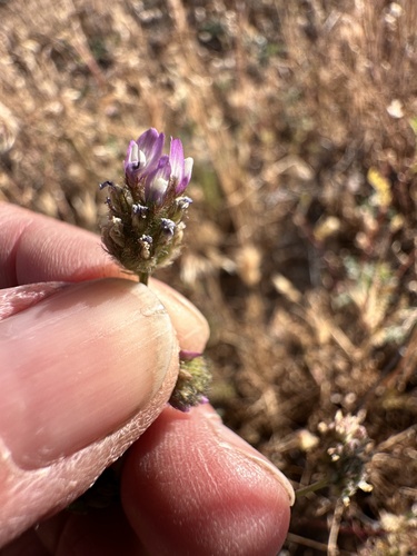 Astragalus didymocarpus observed 2026-05-06