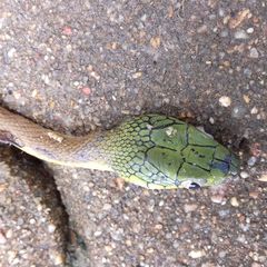 Boiga cyanea