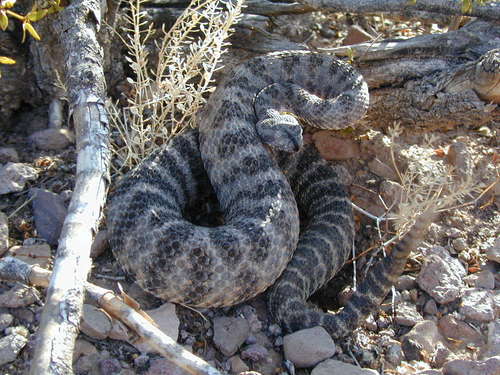 Tiger Rattlesnake