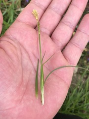 Carex caryophyllea