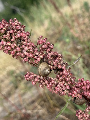 Cornu aspersum