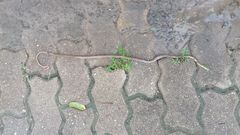Boiga cyanea