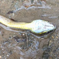 Boiga cyanea