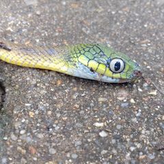 Boiga cyanea