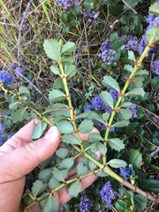 Ceanothus gloriosus gloriosus