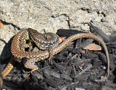 Podarcis muralis maculiventris