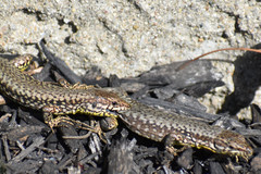 Podarcis muralis maculiventris