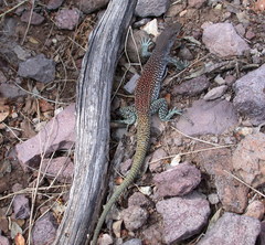 Aspidoscelis xanthonotus