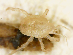 Mesostigmata