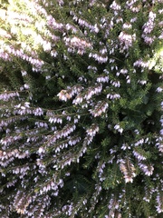 Ericeae