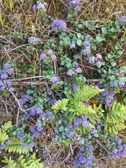 Ceanothus gloriosus gloriosus