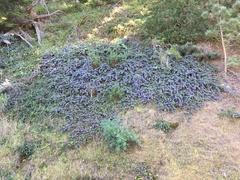 Ceanothus gloriosus gloriosus