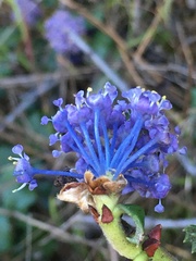 Ceanothus gloriosus gloriosus