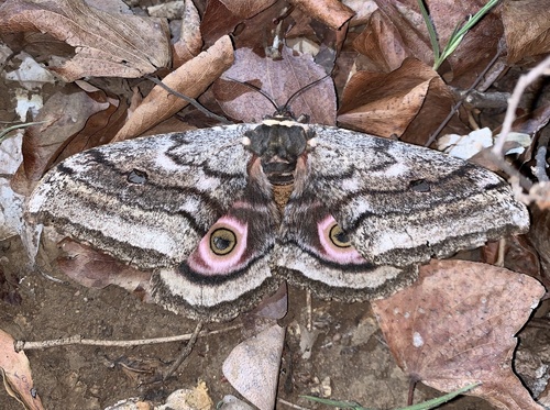 Speckled Emperor